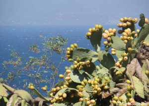 Prickly pears in Mykonos