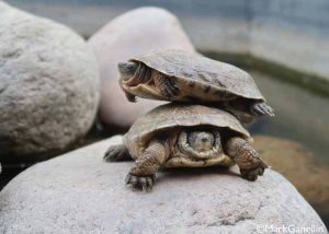 Tortoise at Le Jardin Secret