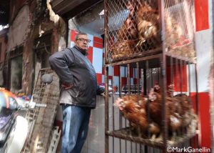 Chickens in the Souks, Marrakech